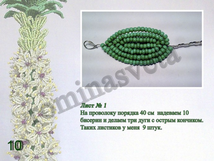 ​Восхитительный эукомис