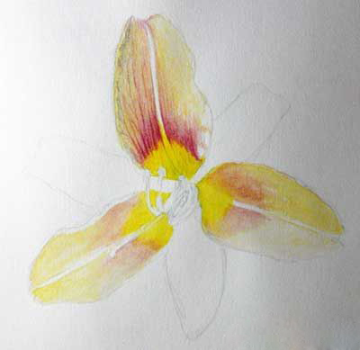 Цветок лилии акварельными карандашами