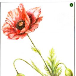 Мак, нарисованный карандашом