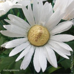 Сладкий букет ромашек