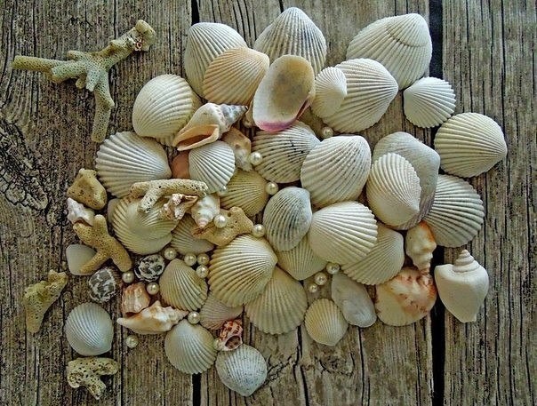 Топиарий из морских ракушек
