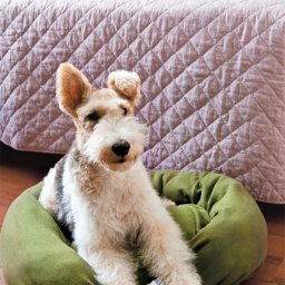 Лежанка для собак