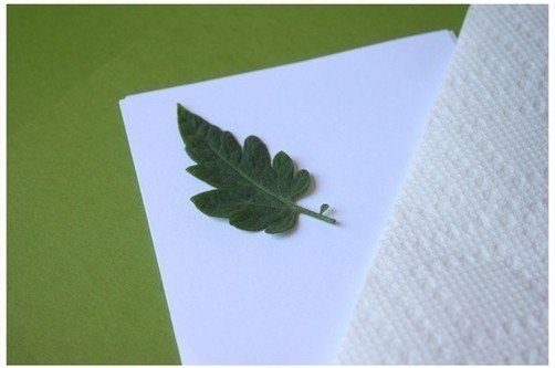 Интересные идеи на тему последних листьев уходящей осени