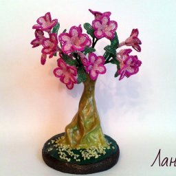 Бонсай адениум: мастер-класс