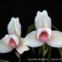 Орхидея Ликаста из бисера