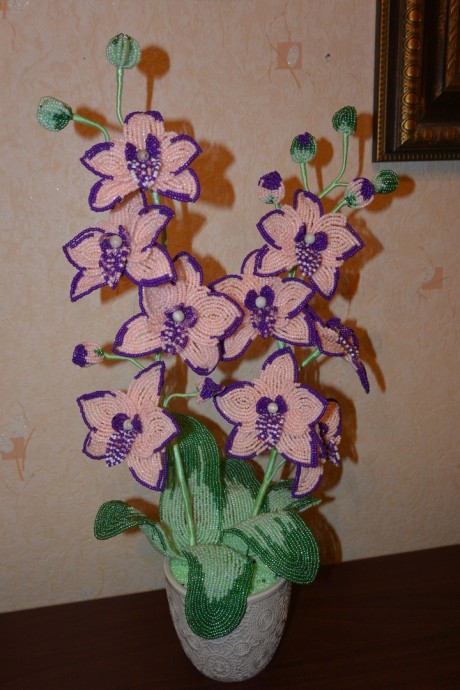 ​Розово-фиолетовые орхидеи