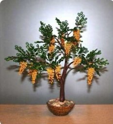 Очаровательное растение