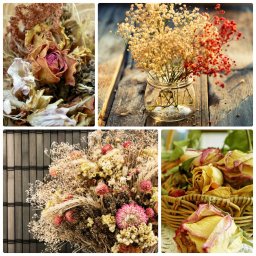 ​Как правильно сушить цветы для гербария