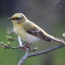 Птички в технике шерстяного валяния