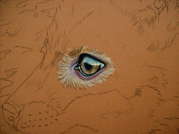 ​Рисуем лису