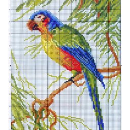 Вышиваем попугаев крестиком