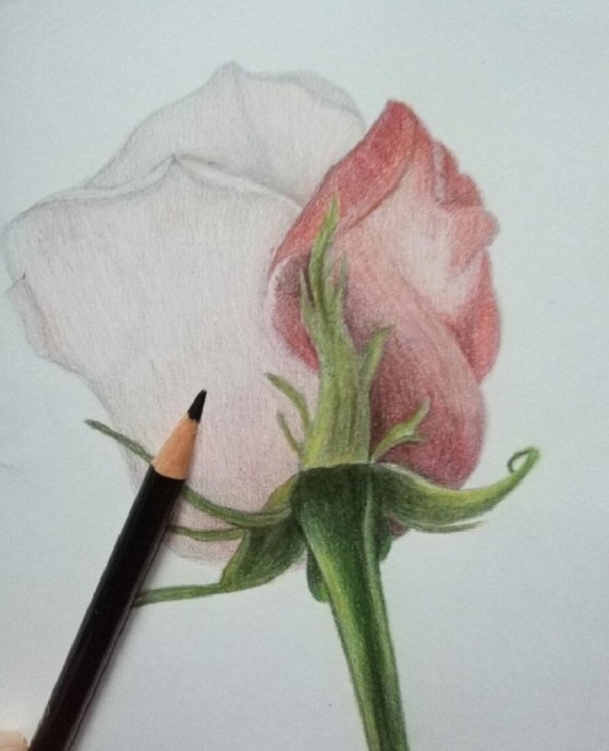 Рисуем розу карандашом: мастер-класс
