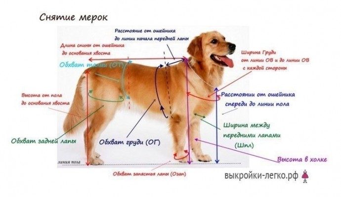 ​Базовая выкройка для собак: урок по моделированию