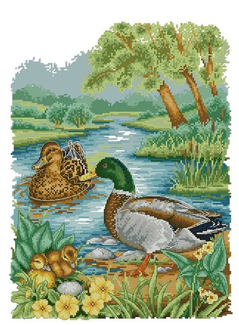 Селезень и уточка Селезень и уточка