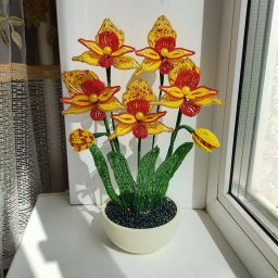 Желто-красные орхидеи