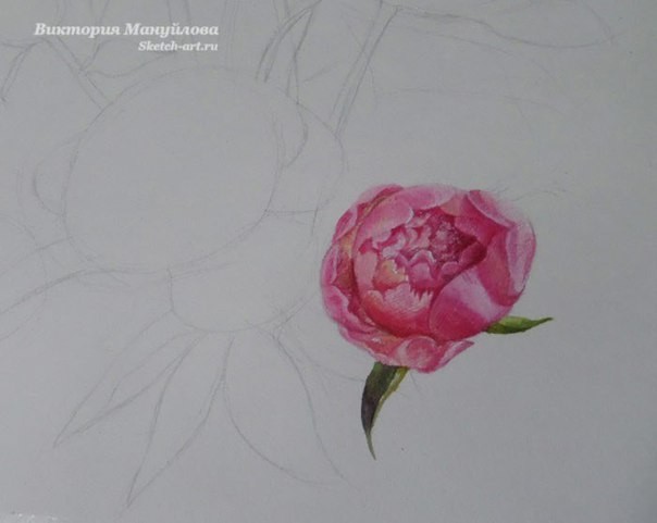 Рисуем роскошные пионы