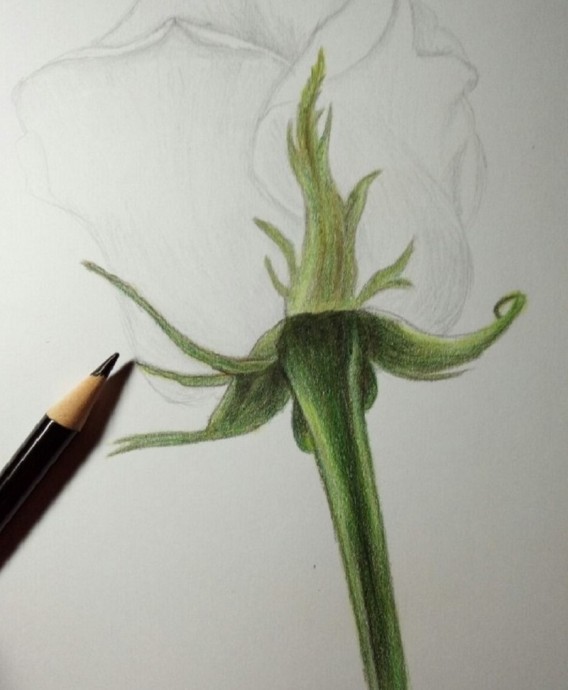 Рисуем розу карандашом: мастер-класс