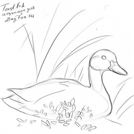 Как нарисовать утку: мастер-класс