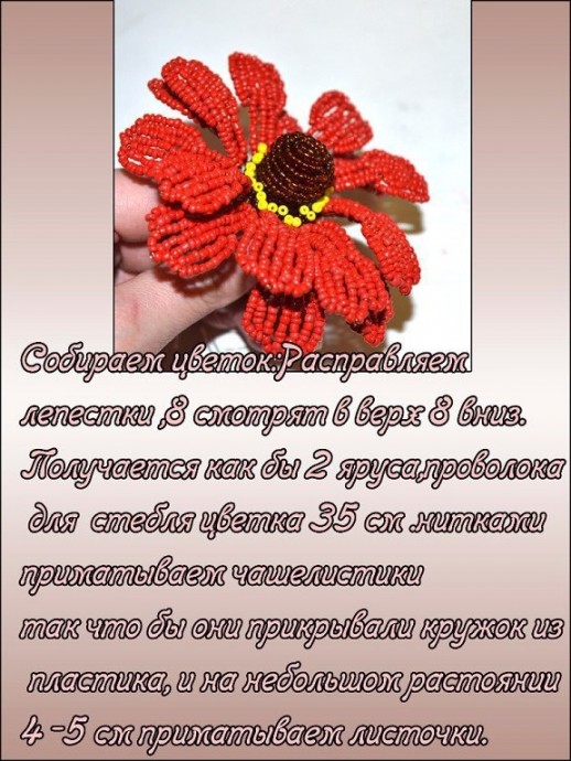 Прекрасный гелениум