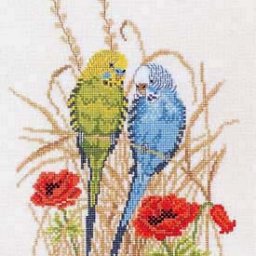 ​Любовь попугаев