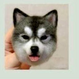 ​Хаски в технике валяния из шерсти