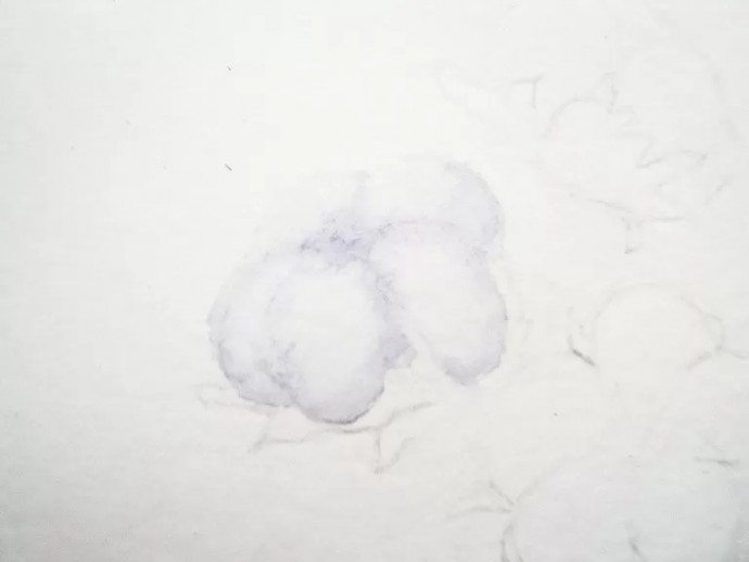 Веточка хлопка акварелью