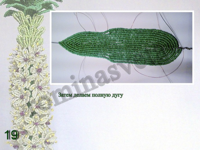 ​Восхитительный эукомис