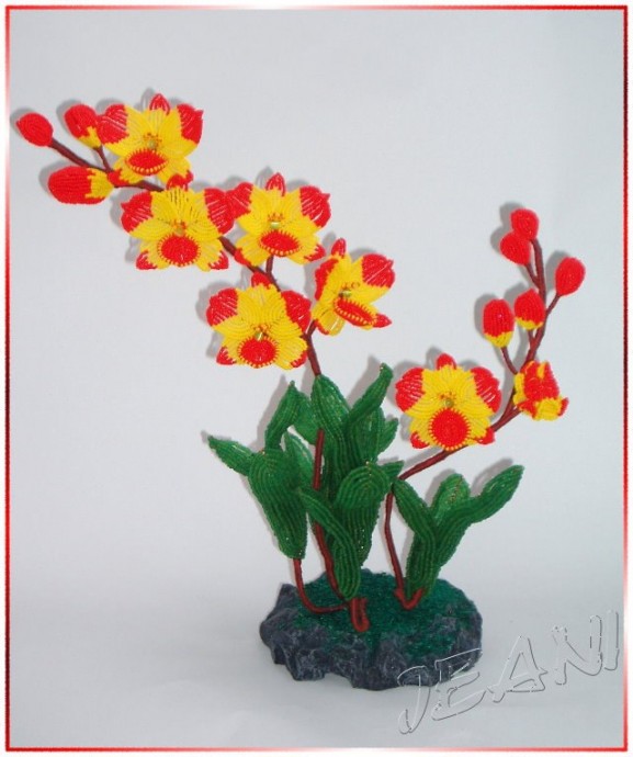 Красно-желтые орхидеи