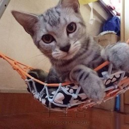 ​Гамак для кошки