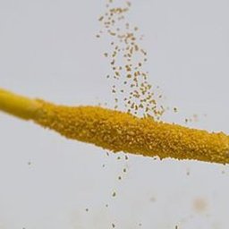 Как покрасить манку для цветочных тычинок