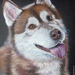 ​Аляскинский маламут