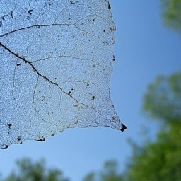 Как оскелетить листья