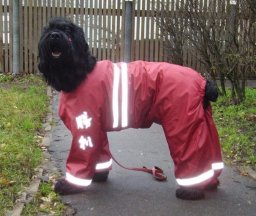 Утепляем питомца: комбинезон для собаки