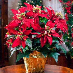 Пуансеттия: мастер-класс