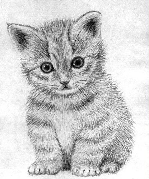Рисуем маленького котёнка: пошаговый урок