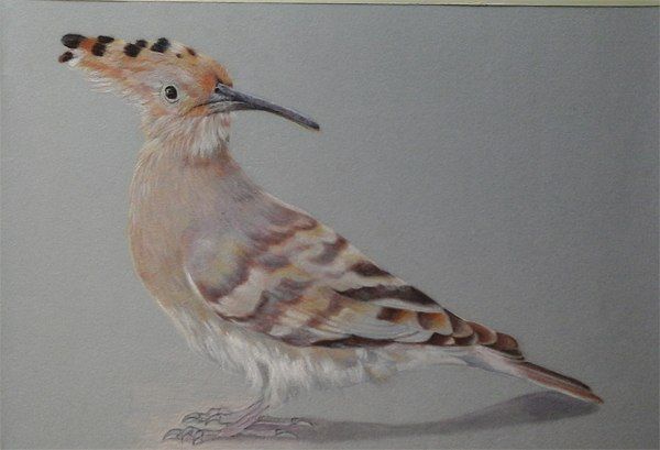 Рисуем красивую птичку