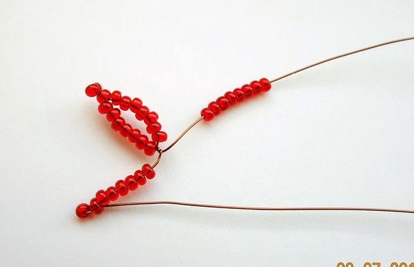 ​Красный бисерный клён