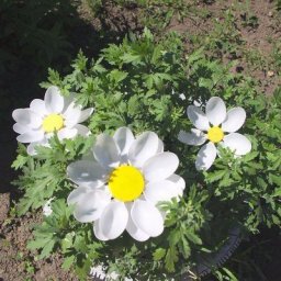 Вечные ромашки