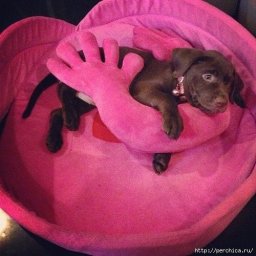 ​Интересные вещи для собачьей радости