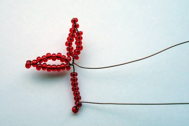 ​Красный бисерный клён