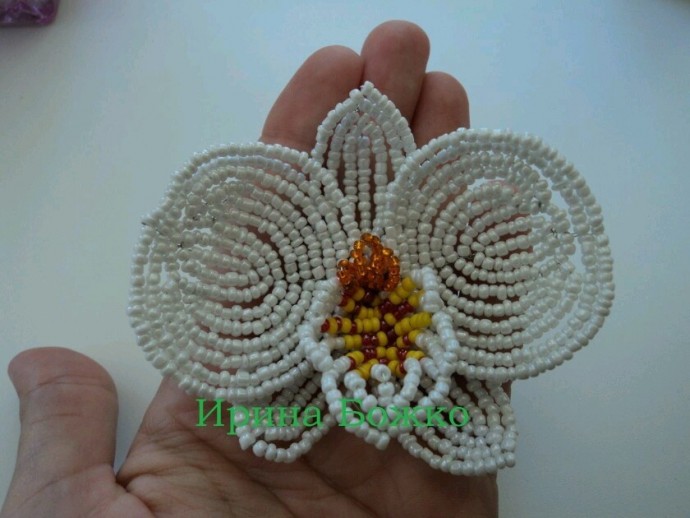 Белая орхидея