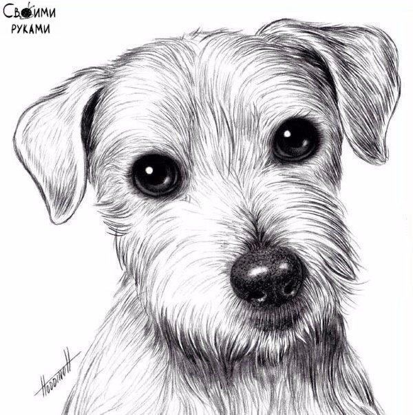 Рисуем собаку с добрыми глазами