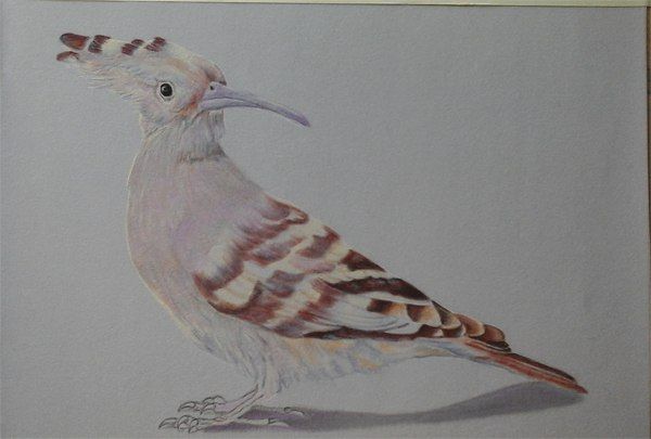 Рисуем красивую птичку