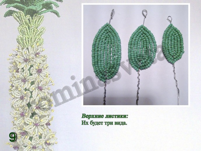 ​Восхитительный эукомис