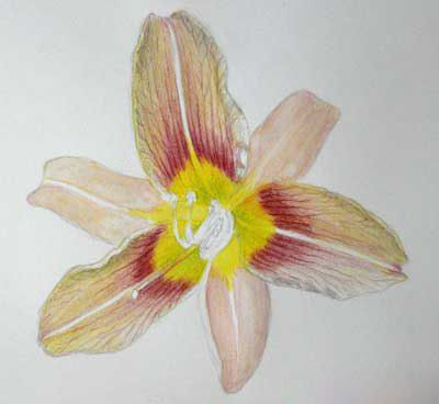 Цветок лилии акварельными карандашами