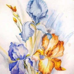 Нежные ирисы