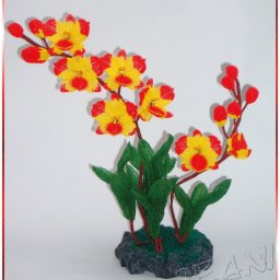 Красно-желтые орхидеи