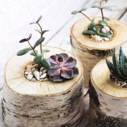 ​Интересные варианты интерьерного декора с помощью суккулентов