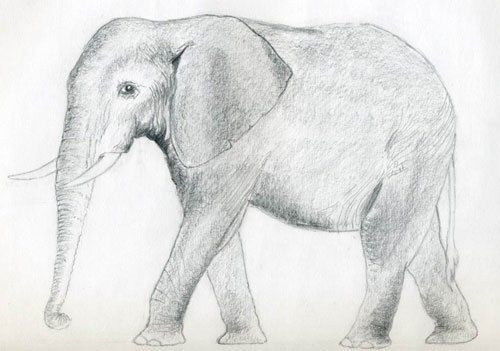 ​Рисуем слона