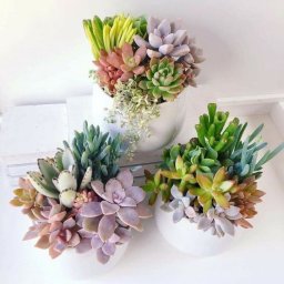 Необычные цветочные композиции с суккулентами